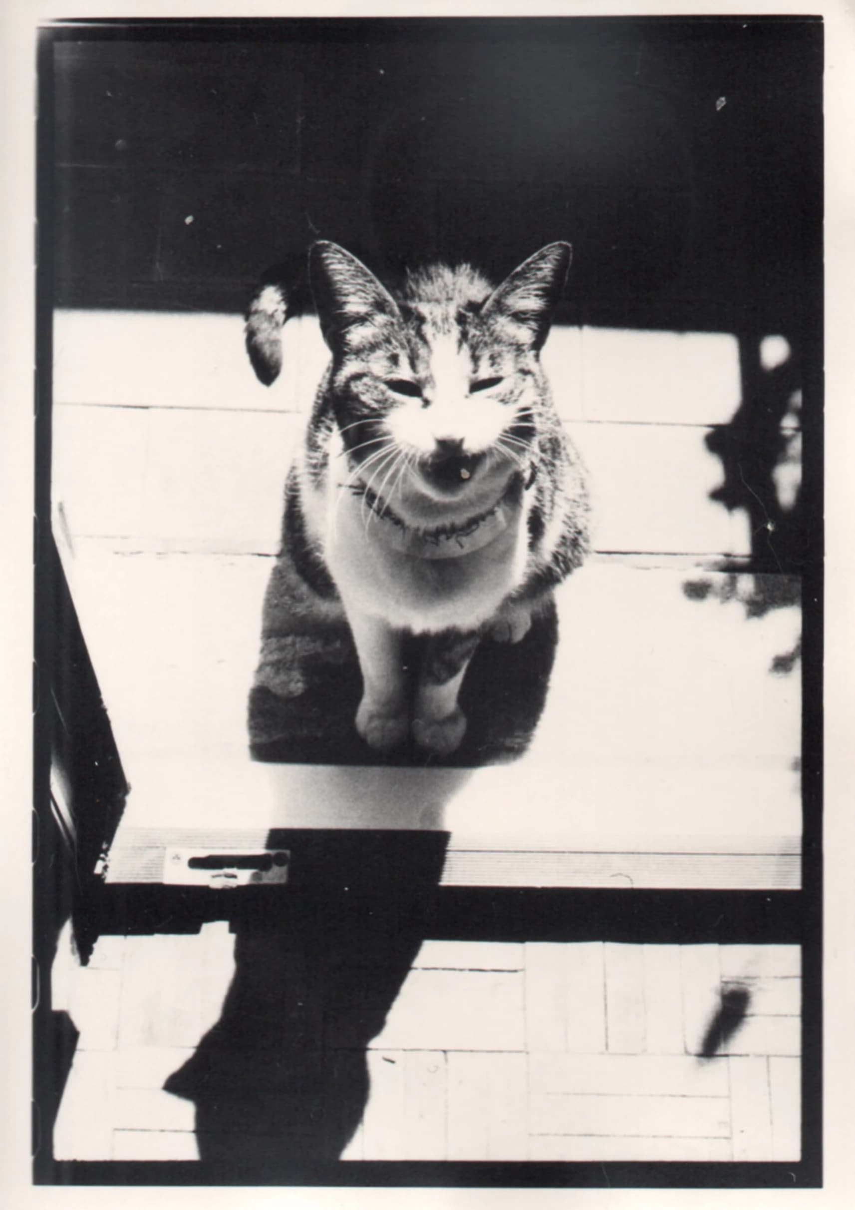 Gatti